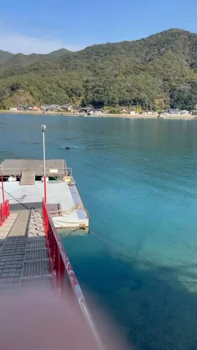 海上コテージでイルカを見ることができました！🐬✨