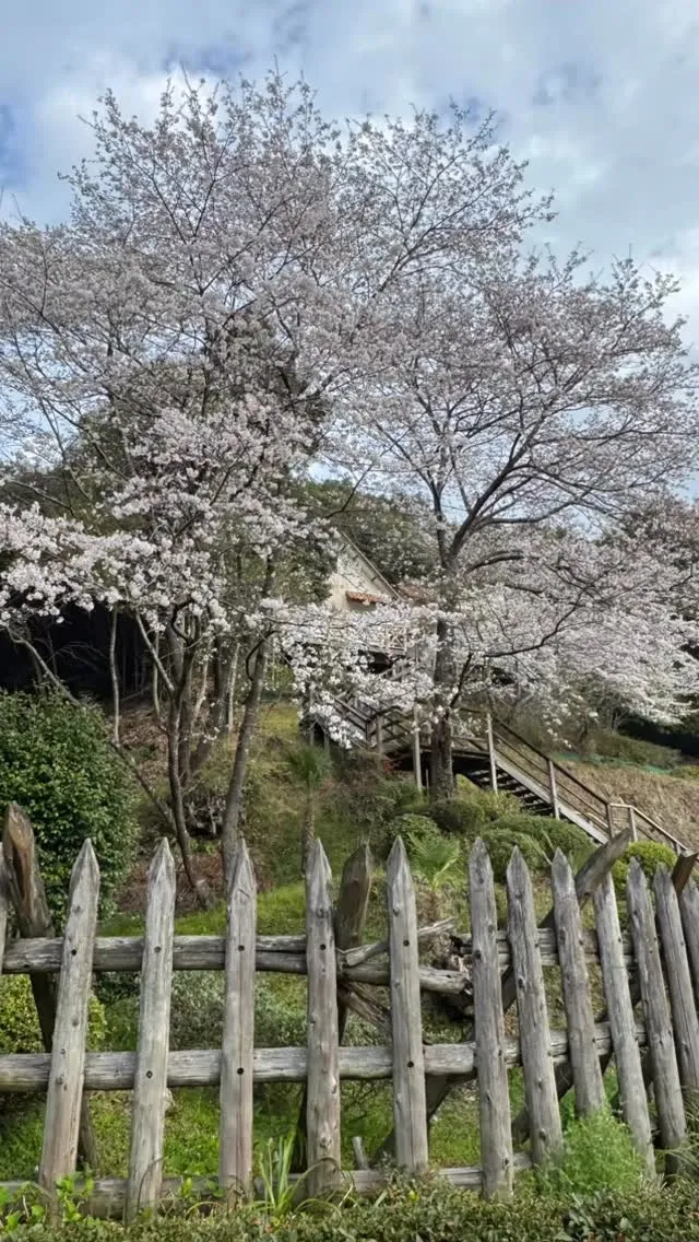 愛夢里の裏山に咲いている桜🌸もこの春、見事に花開きました。